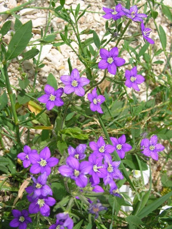 Legousia speculum-veneris